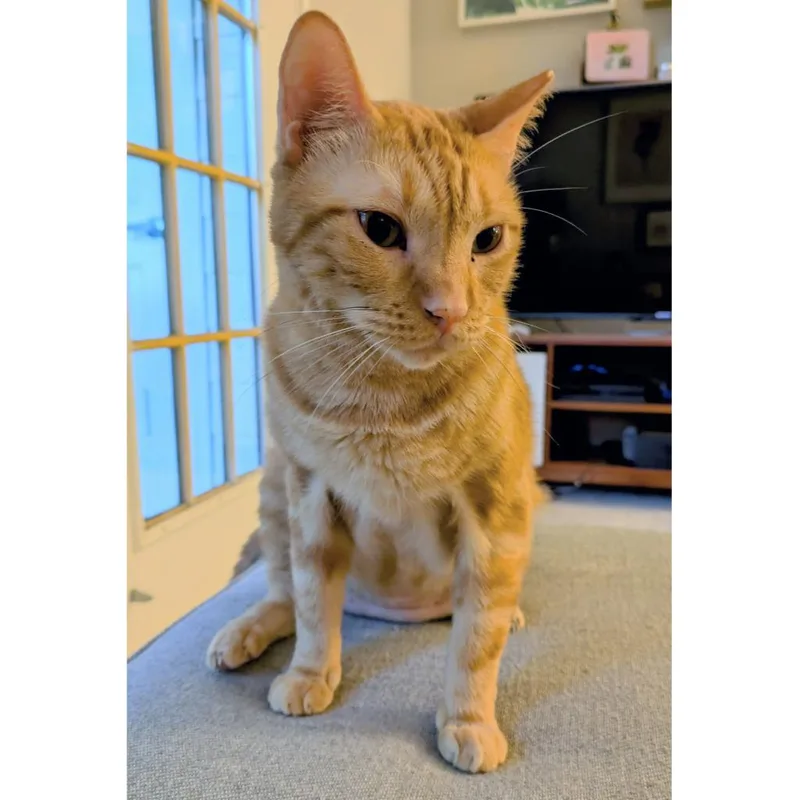 Chilton Years thumbnail 5