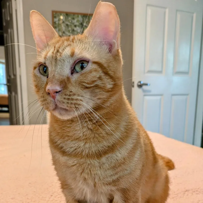 Chilton Years thumbnail 6