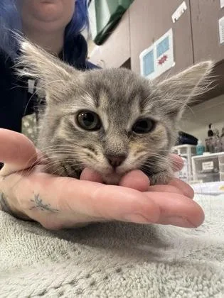 A baby small-sized female Domestic Short Hair cat named Stacy for adoption in Fishers, IN