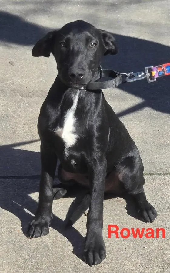 Rowan Rori’s Boy thumbnail 2