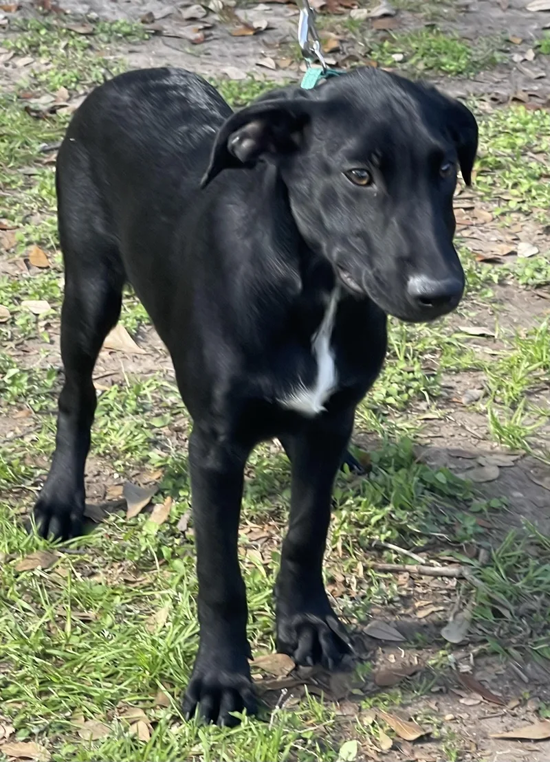 Rowan Rori’s Boy thumbnail 3