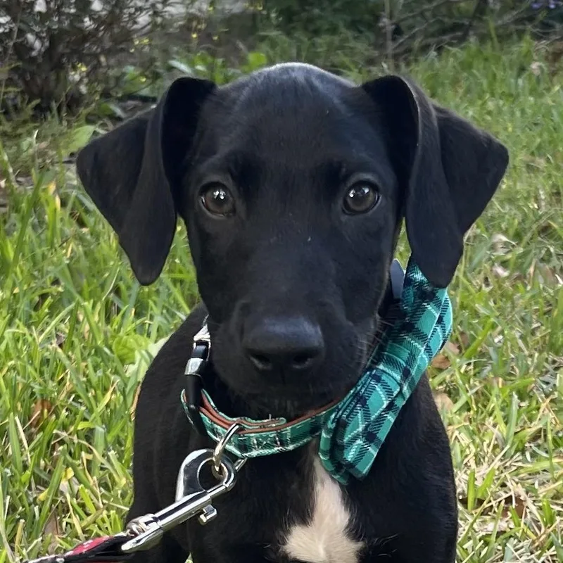 Rowan Rori’s Boy thumbnail 4