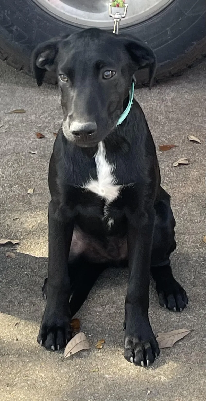 Rowan Rori’s Boy thumbnail 5