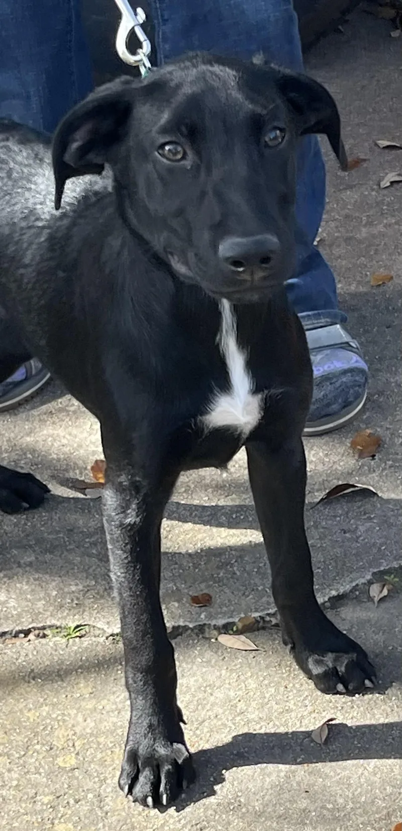 Rowan Rori’s Boy thumbnail 6