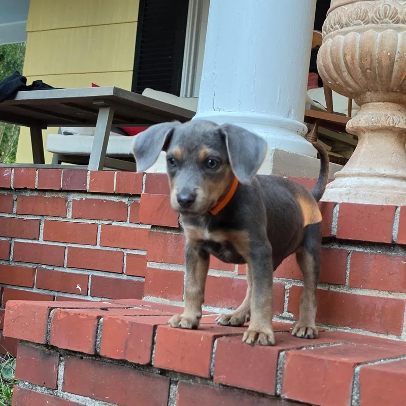 A baby medium-sized male Bicolor Mixed Breed dog named Diesel for adoption in Columbia, MD