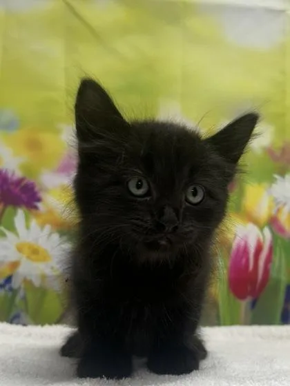 A young small-sized female Domestic Short Hair cat named Sookie for adoption in San Antonio, TX