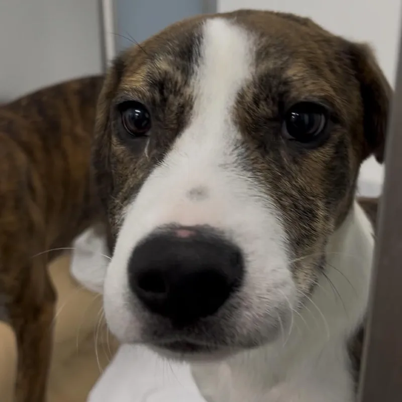 A baby small-sized male Brindle Plott Hound dog named Max for adoption in Clearwater, FL
