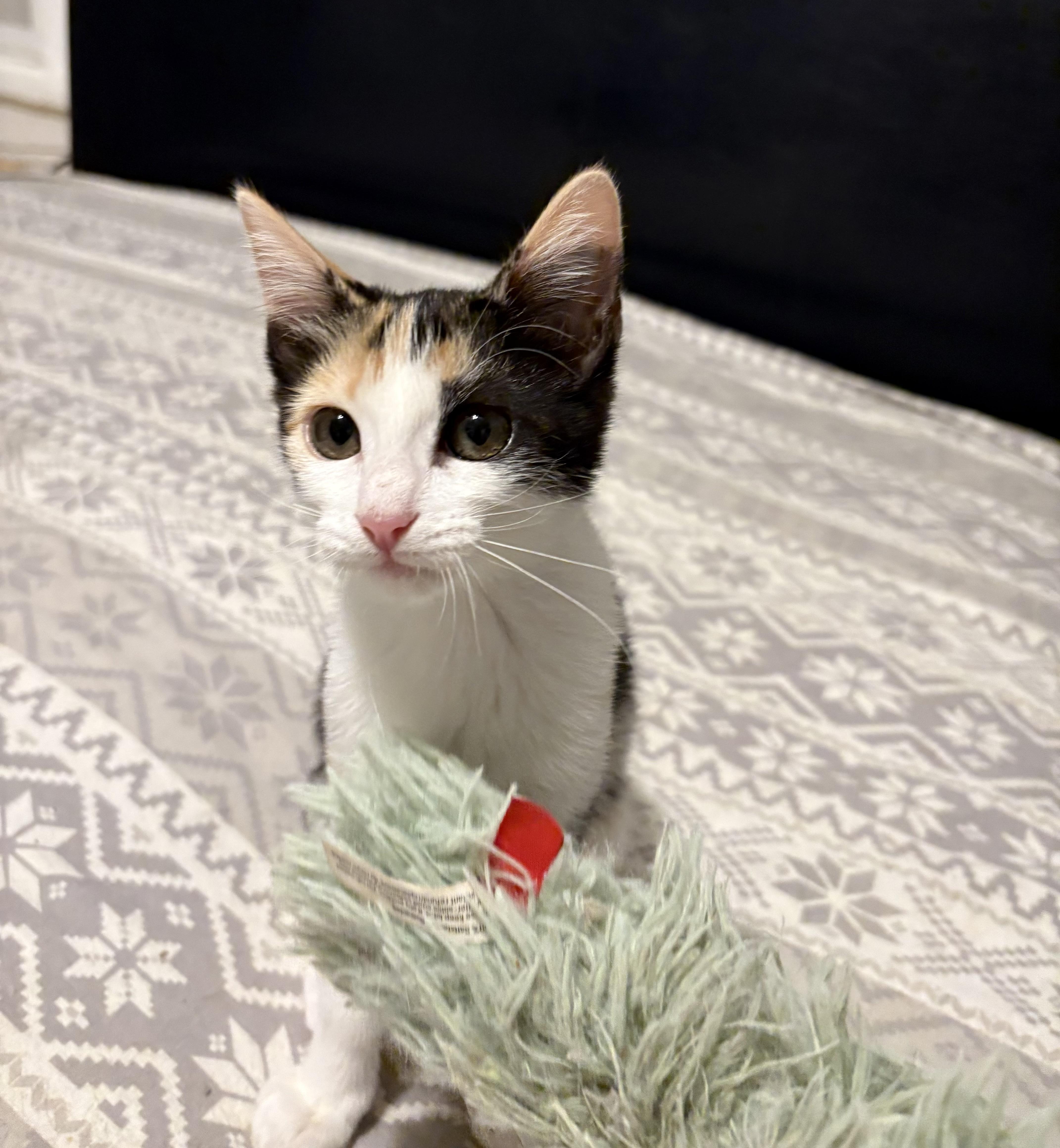 A baby medium-sized female Calico Domestic Short Hair cat named Chai for adoption in La Canada, CA
