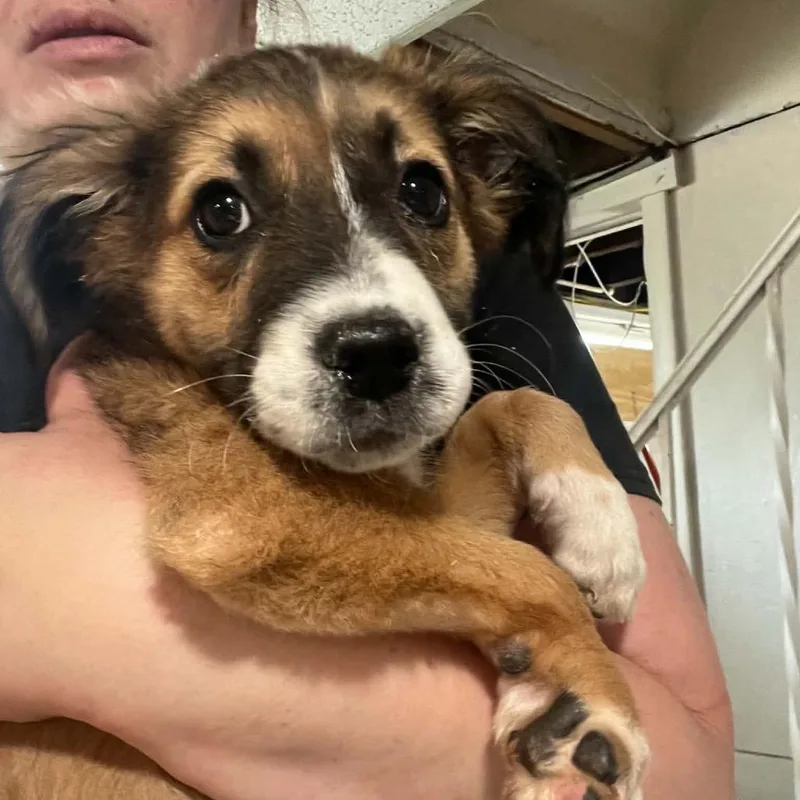 A baby large-sized male Brown / Chocolate Border Collie dog named Diego for adoption in Pasadena , MD