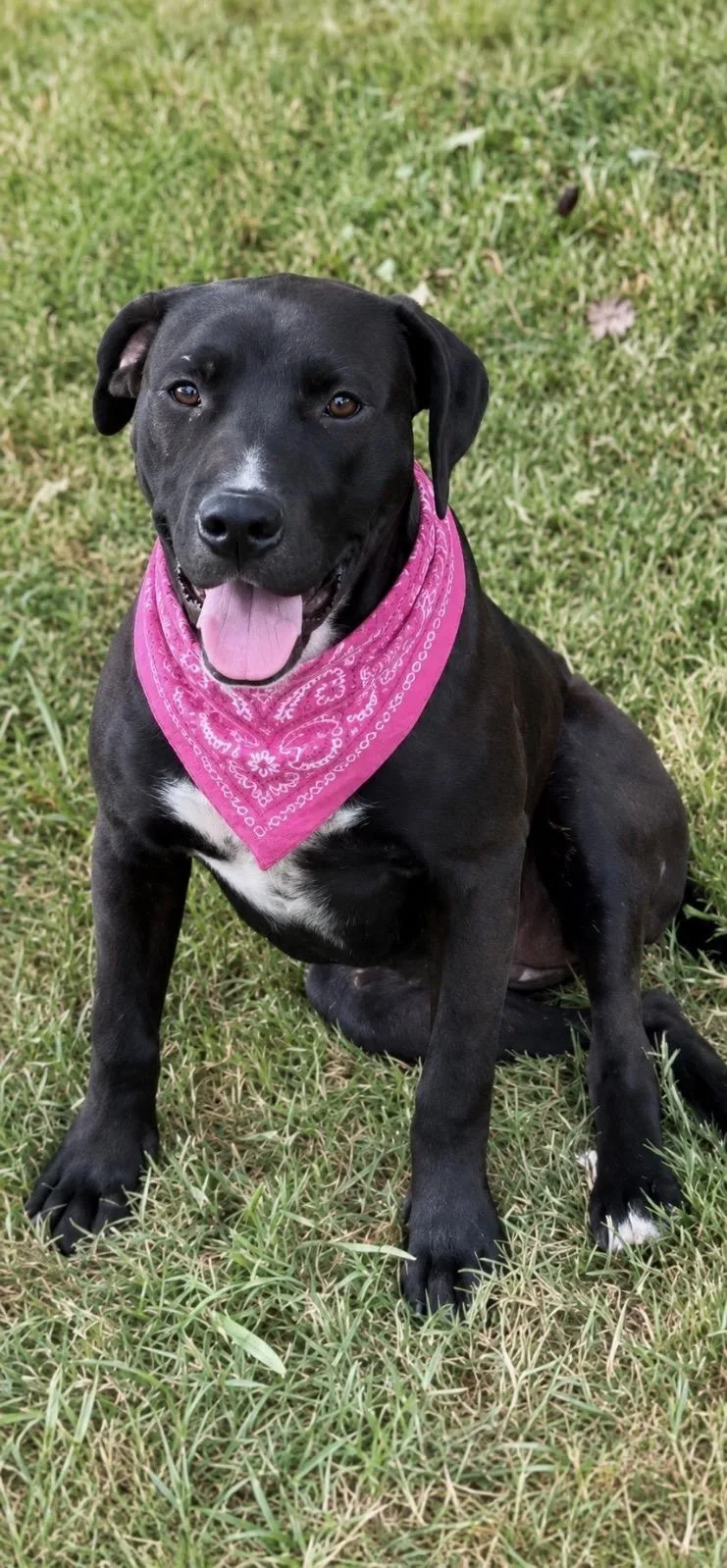 A young medium-sized female Black Labrador Retriever dog named Buffy for adoption in Okolona, MS