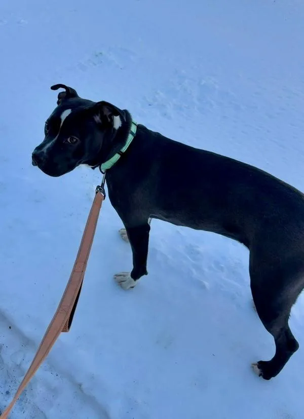 A young medium-sized female Pit Bull Terrier dog named Minnie for adoption in Millersville, MD