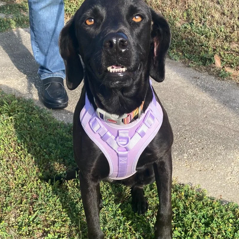 An adult medium-sized female Black Labrador Retriever dog named Lily for adoption in Brewton, AL