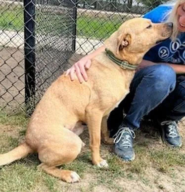 An adult large-sized male Mixed Breed dog named Boris for adoption in Washington, DC