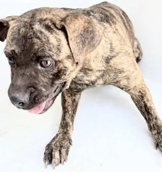 A young medium-sized female Plott Hound dog named A for adoption in Houston, TX