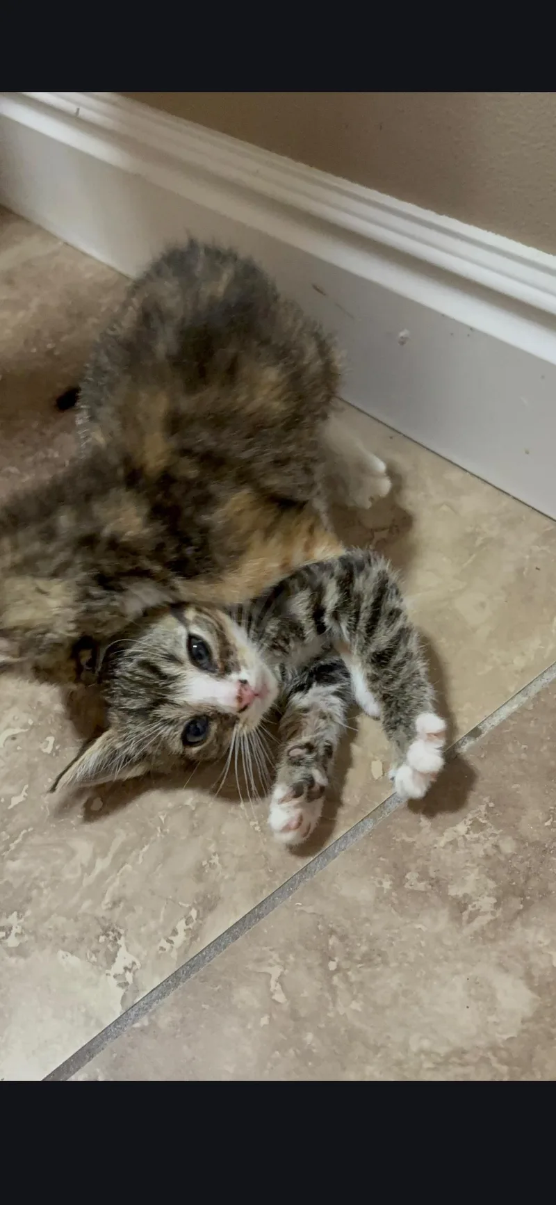 A baby medium-sized female White Domestic Short Hair cat named Nesquik for adoption in Fruit Heights, UT