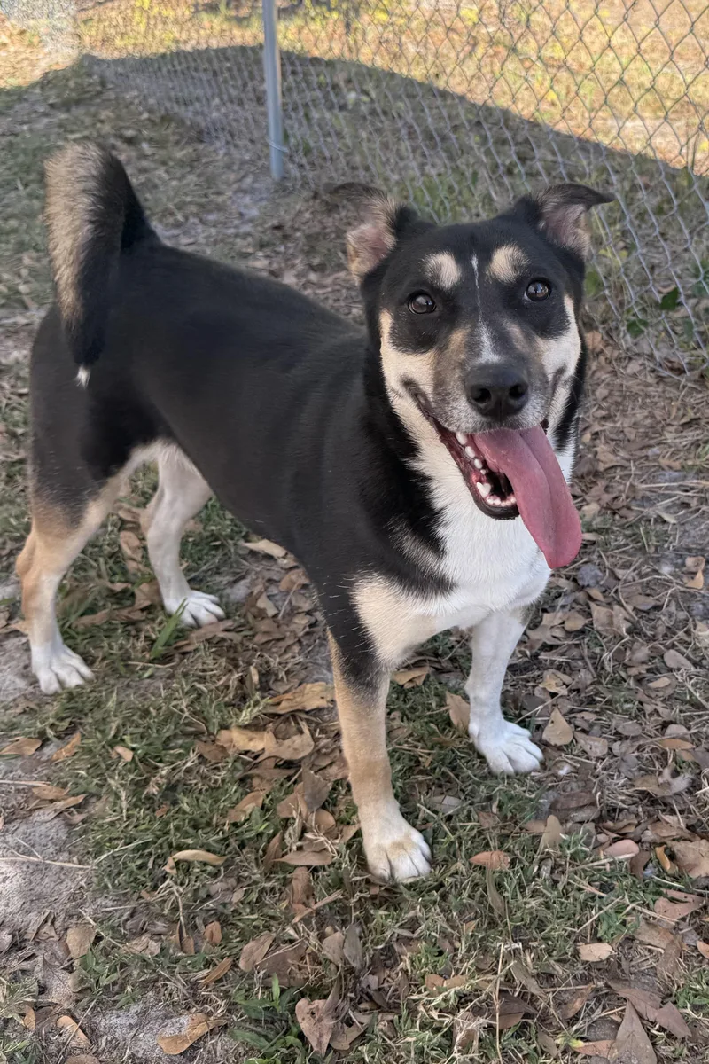An adult medium-sized female Pit Bull Terrier dog named Mischa for adoption in Plant City, FL