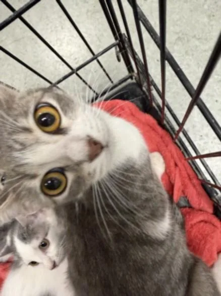A young small-sized female Domestic Short Hair cat named Big Momma for adoption in Van Nuys, CA
