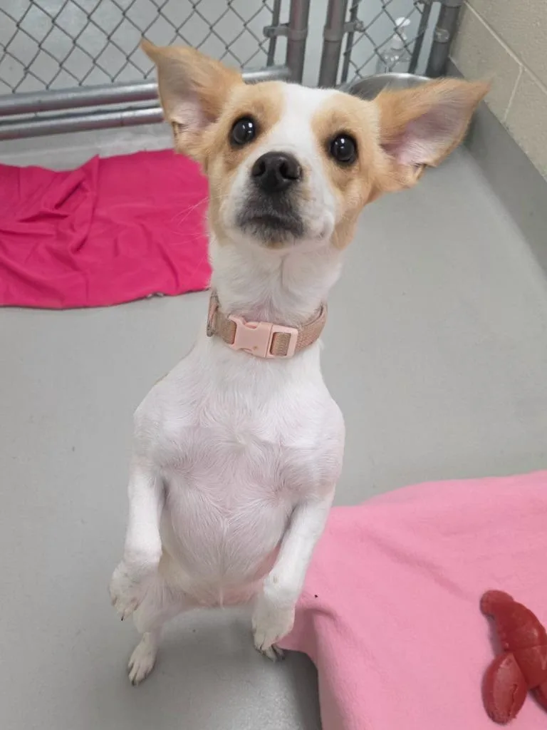 A baby medium-sized female Terrier dog named Sky for adoption in Greeneville, TN