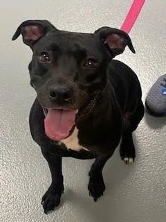 A young small-sized female Labrador Retriever dog named Jet for adoption in Saint Cloud, FL