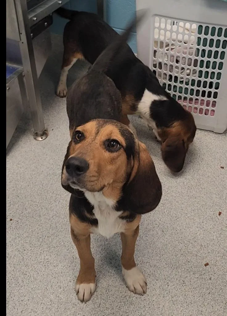 A young medium-sized male Tricolor (Brown, Black, & White) Beagle dog named Jagger for adoption in Frankfort, KY