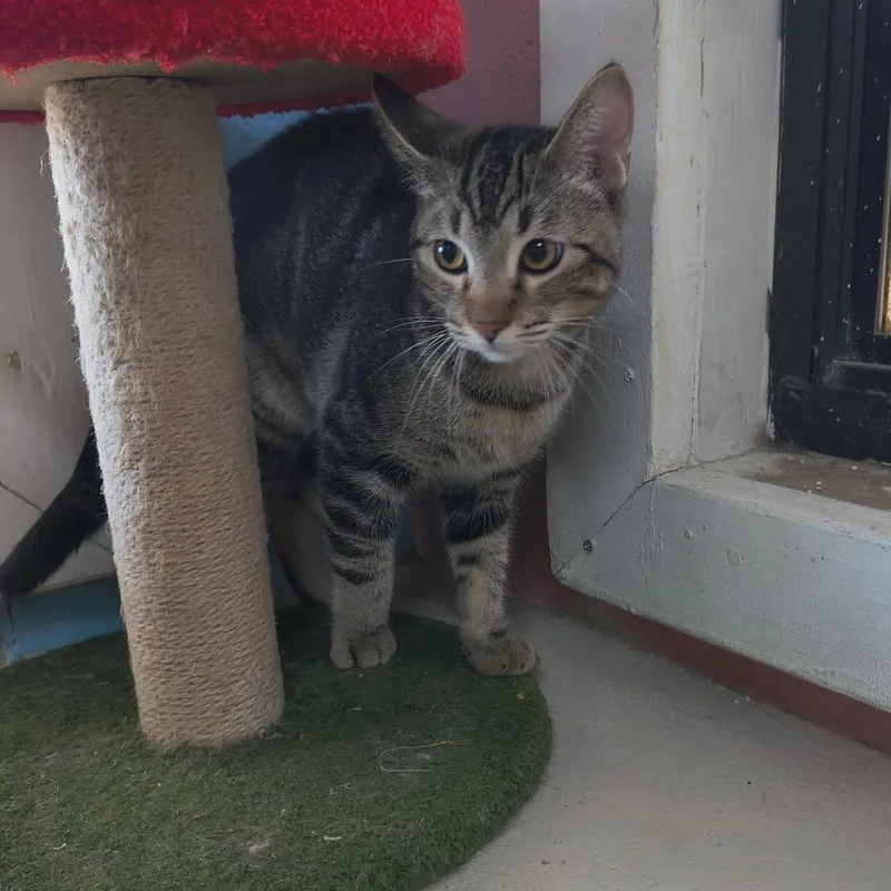 A young medium-sized male Brown / Chocolate Domestic Short Hair cat named Lucky for adoption in Laredo, TX
