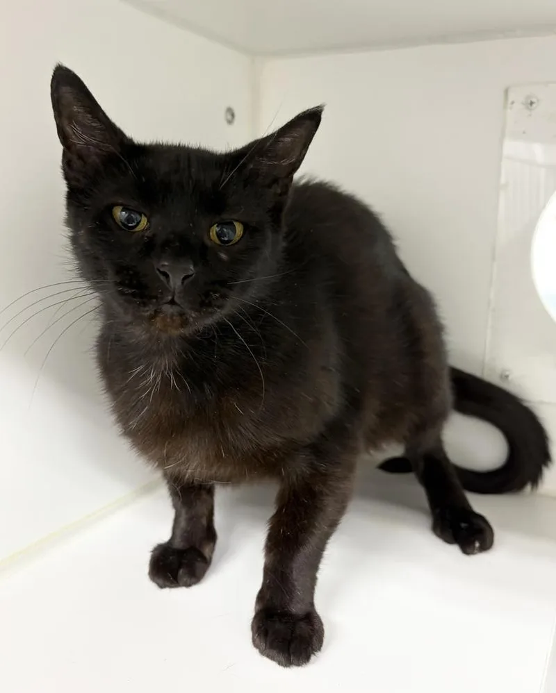 An adult large-sized female Black Domestic Short Hair cat named Merci for adoption in Rochester, IN