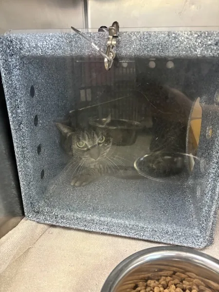 An adult medium-sized female Domestic Short Hair cat named Isadora for adoption in Napa, CA