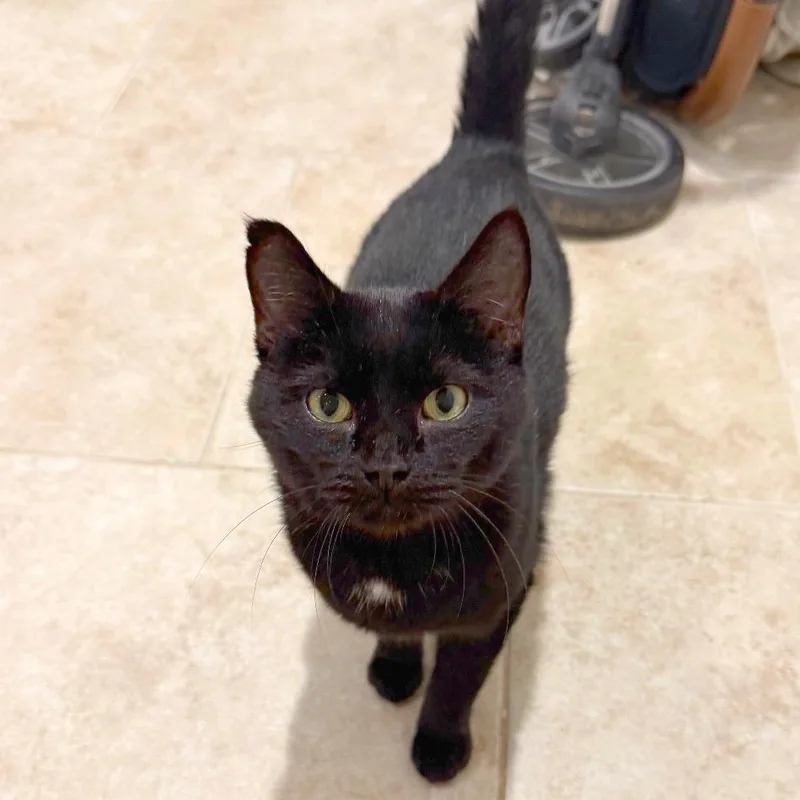 Bates Family: Norma thumbnail 2