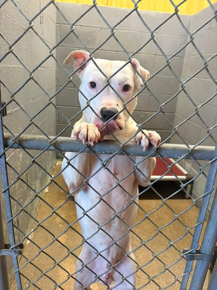 Froggybottom thumbnail 4