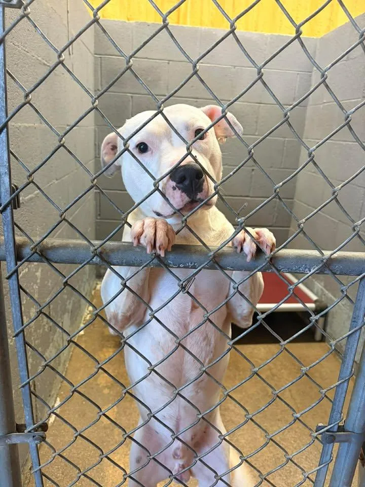 Froggybottom thumbnail 5