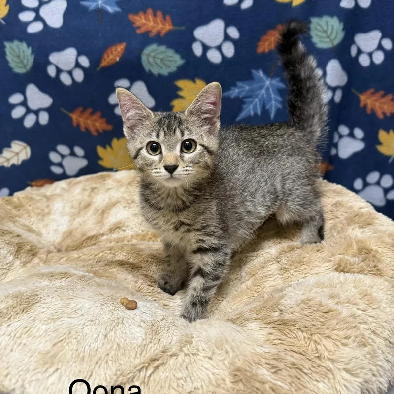 A baby medium-sized female Tabby (Tiger Striped) Domestic Short Hair cat named Oona for adoption in Logan, OH