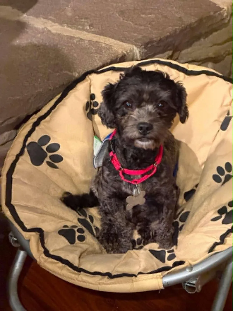 An adult small-sized female Terrier dog named Rockella for adoption in Holly Springs, NC