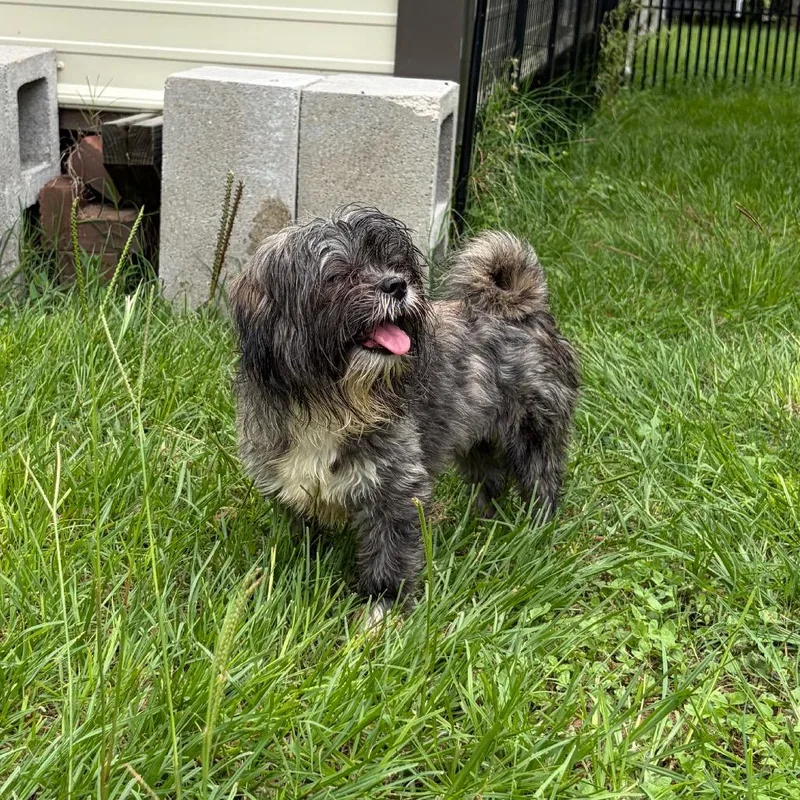 Cowrie thumbnail 5