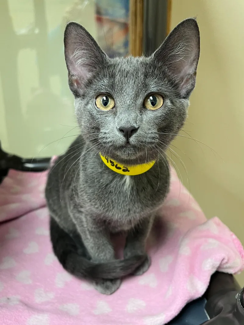 A young medium-sized female Gray / Blue / Silver Domestic Short Hair cat named Miss Moose for adoption in Arlington Heights, IL