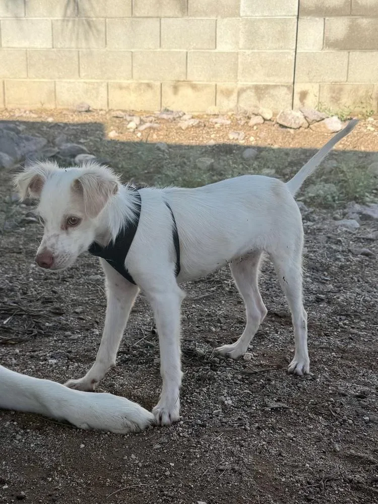 A young small-sized male White / Cream Chihuahua dog named Aegon for adoption in TUCSON, AZ