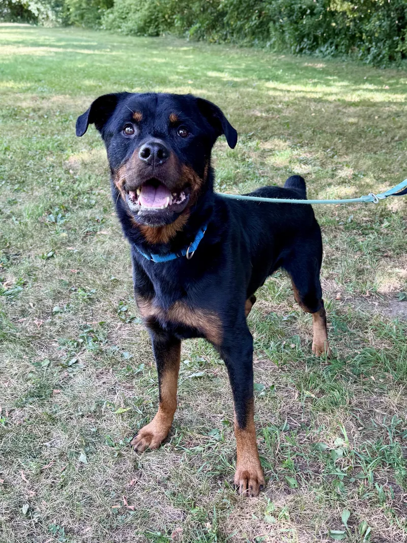An adult large-sized male Bicolor Rottweiler dog named Abernathy for adoption in Midland, MI