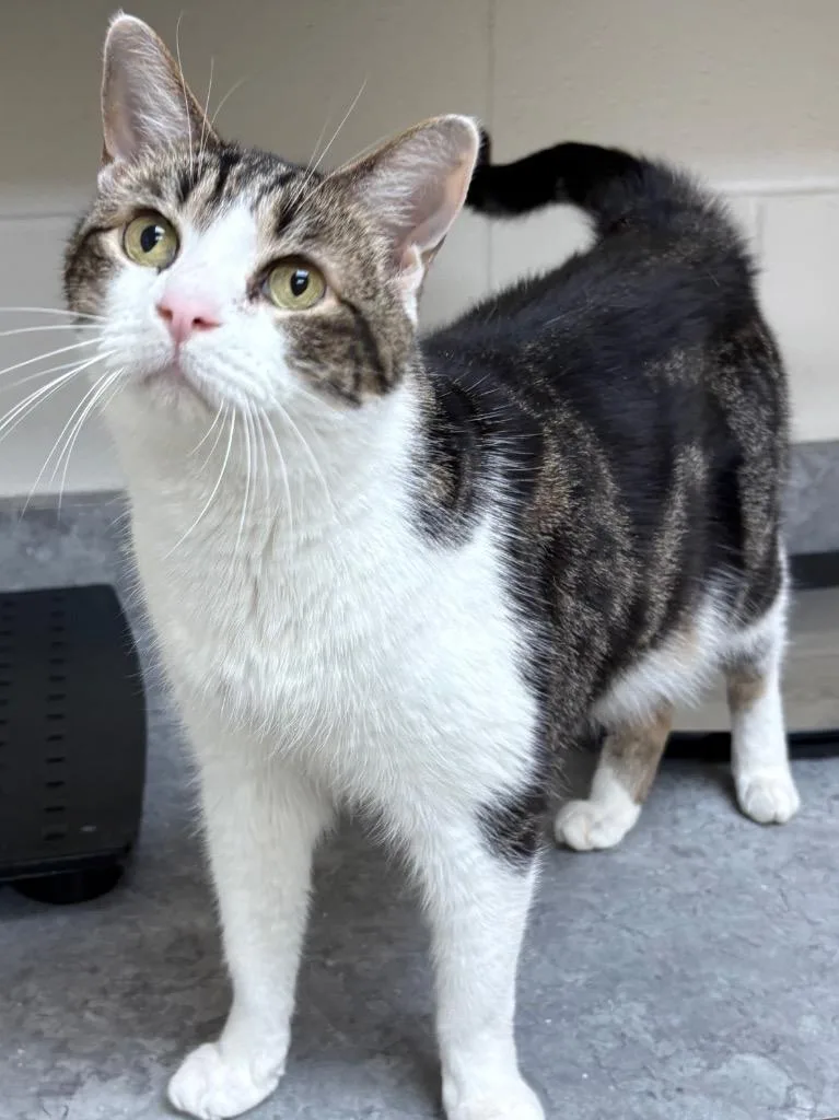 A senior large-sized male Domestic Short Hair cat named Rusty AC for adoption in Greeneville, TN