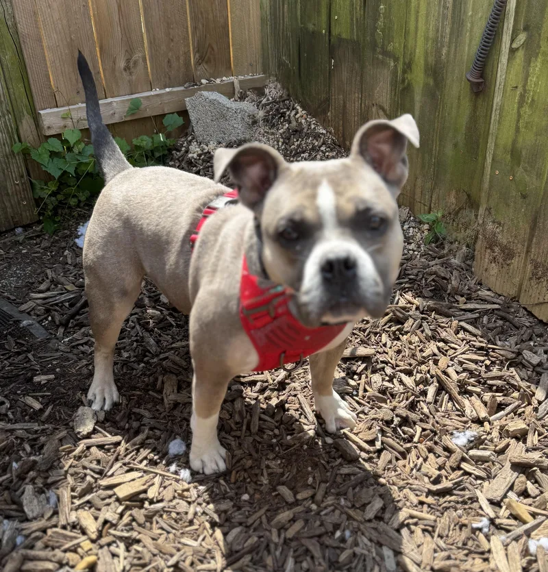 An adult medium-sized female Bulldog dog named Dox for adoption in Ellicott City, MD