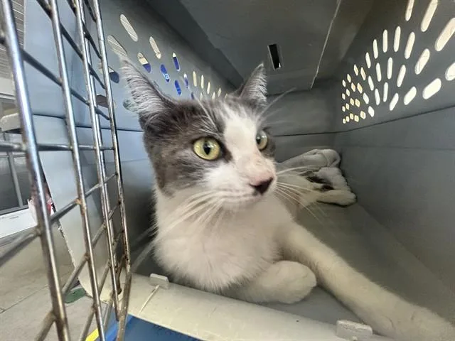 A young small-sized female Domestic Short Hair cat named Sunshine for adoption in Ocala, FL