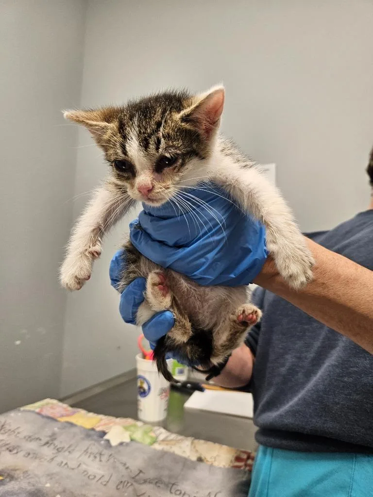 A baby medium-sized female Domestic Short Hair cat named Ethel for adoption in Bloomington, IN