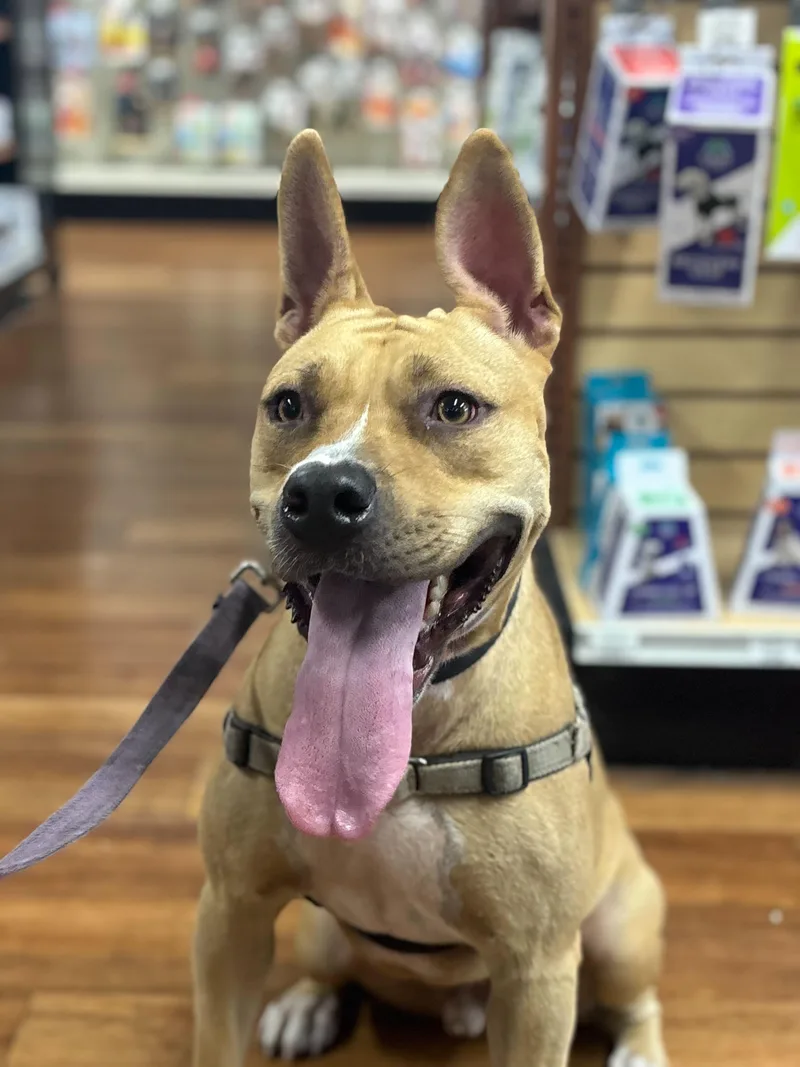 A young medium-sized male Apricot / Beige Pit Bull Terrier dog named Jaguar for adoption in Miami, FL