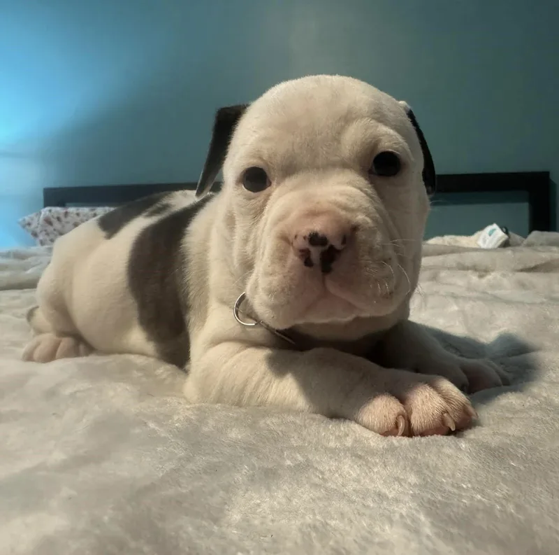 Hulk  The Wrecking thumbnail 2