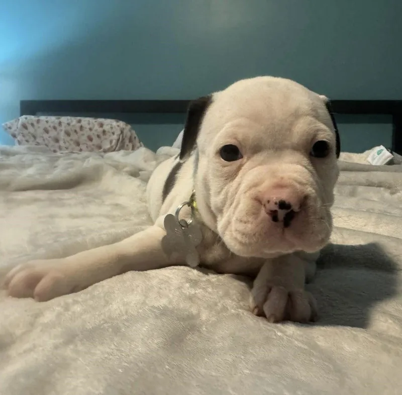 Hulk  The Wrecking thumbnail 3