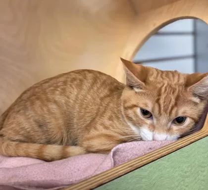A baby small-sized male Domestic Short Hair cat named Peanut for adoption in Fresno, CA