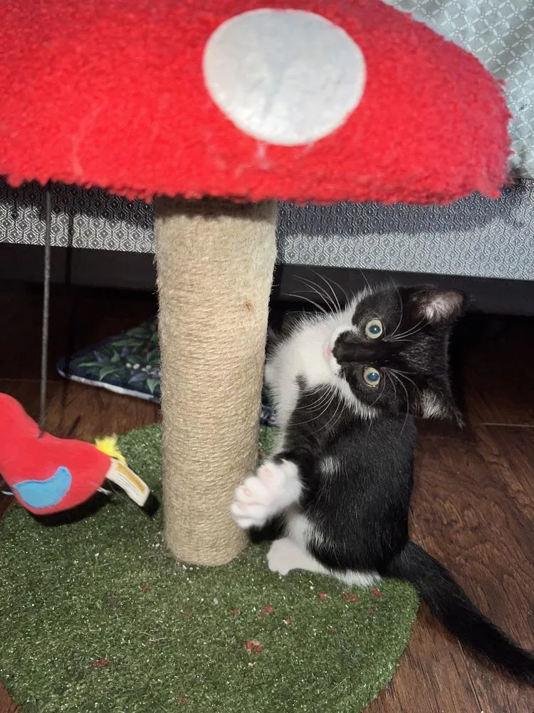 A baby small-sized female Domestic Short Hair cat named Mustachio for adoption in Brandon, FL