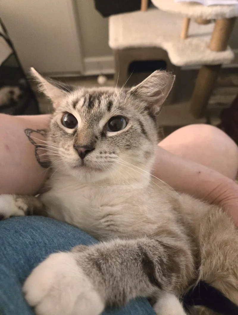 A young medium-sized female Siamese cat named Meranda for adoption in Walled Lake, MI
