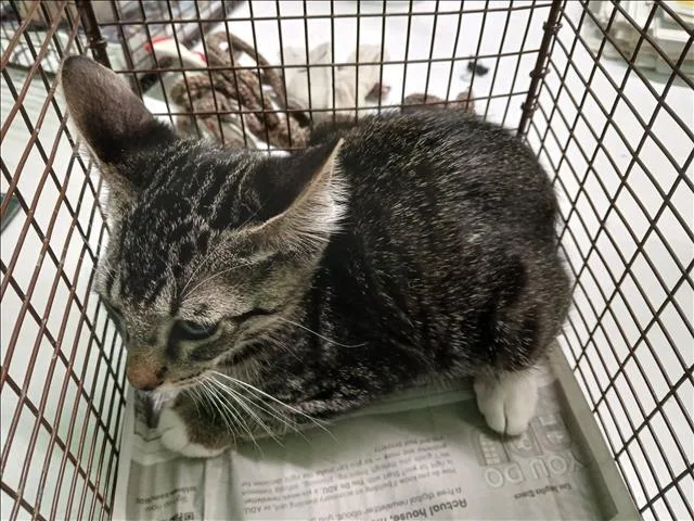A baby medium-sized male Domestic Short Hair cat named Messi for adoption in Los Angeles, CA