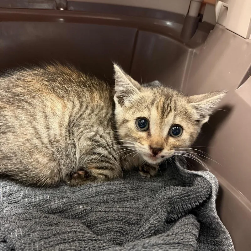A baby small-sized female Brown / Chocolate Domestic Short Hair cat named Hiccup for adoption in Austin, TX