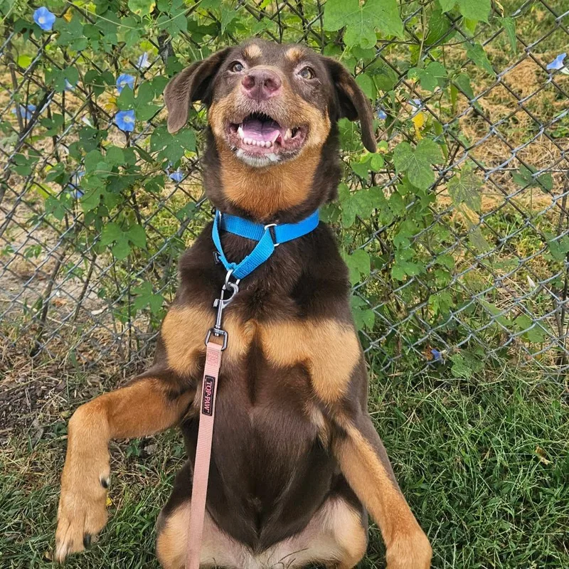 Cacao