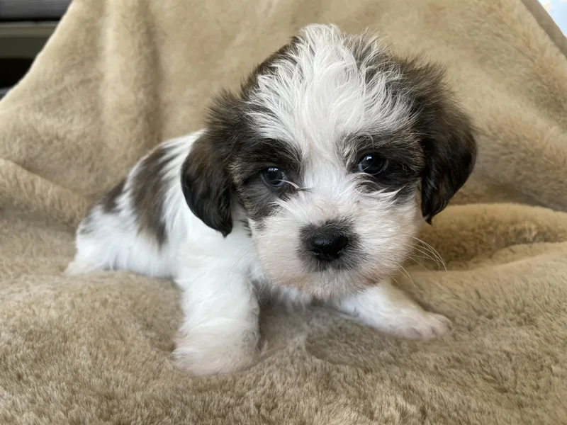 A baby small-sized male Black Shih Tzu dog named Tad Pudding for adoption in Andover, MA